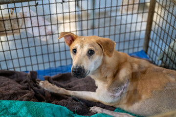 A rescue dog resting in a kennel at an animal shelter, waiting for a loving home and new family to adopt them