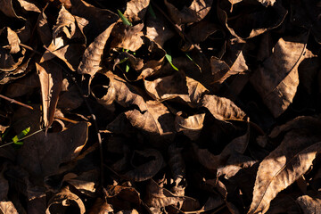 A close-up of dried brown leaves scattered on the ground, capturing the intricate textures and...