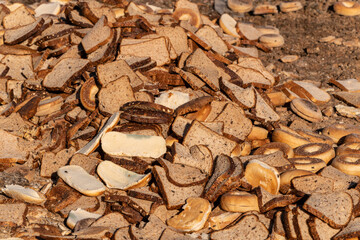 A large pile of discarded bread and bagels on the ground, depicting food waste in an open...