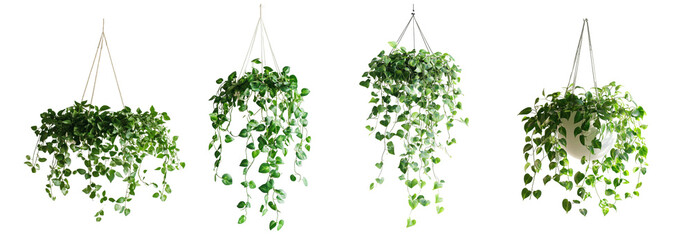 A collection of indoor hanging plants showcasing vibrant green leaves across different styles and pot designs