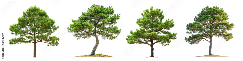 Poster various pine trees showcasing different shapes and growth patterns against a transparent background 