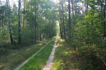 Leśny dukt o świcie