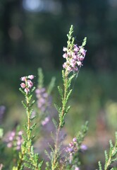 Wrzosowiska w Puszczy Kampinoskiej o świcie
