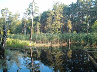 Jesienne mokradła w Puszcy Kampinoskiej © Grzegorz