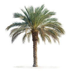 A single palm tree with lush green fronds stands tall on a transparent background, showcasing its tropical beauty and resilience