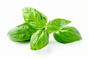 A fresh Basil isolated on white