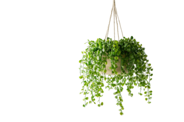 Lush green hanging plant with thriving vines in a minimalist home interior, featuring a neutral pot against a transparent background