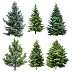 Obraz premium Various evergreen trees displayed on a transparent background for educational and design purposes in natural settings