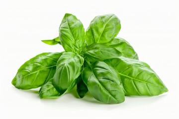Fototapeta premium A fresh Basil isolated on white