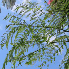 日本で秋にネムノキがピンク色の花を咲かせています