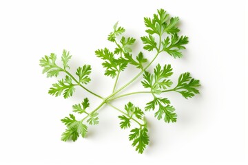 A fresh Chervil isolated on white