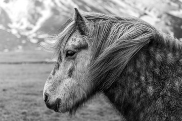 Icelandic horse - Black and White