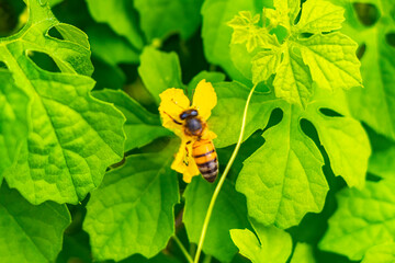 Honey bees climb fly into yellow flowers flower in Mexico.