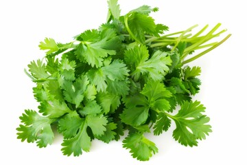 Fototapeta premium A fresh Cilantro isolated on white