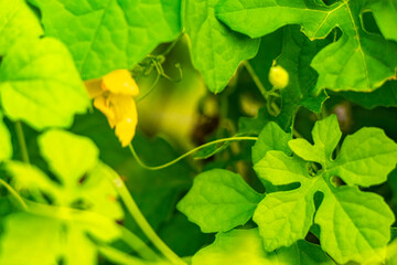 Green tropical tree with yellow flowers Playa del Carmen Mexico.