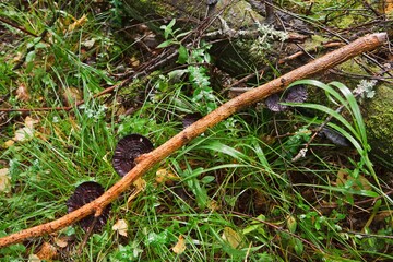 Blocked wild mushrooms on a green meadow
