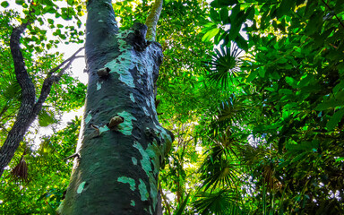 Fototapeta premium Tropical tree with interesting bark in the jungle in Mexico.