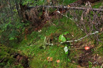 Blocked wild mushrooms on a green meadow