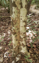 Tropical tree with interesting bark in the jungle in Mexico.