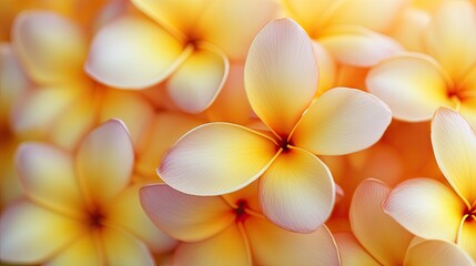 A close-up of the vibrant frangipani flowers, a common sight in Balitropical gardens.