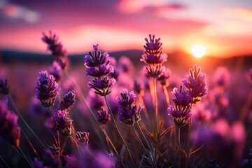 Obraz premium Lavender flowers bloom under a colorful sunset in the peaceful countryside landscape