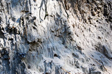 Sand wall with overgrown trench roots in the forest