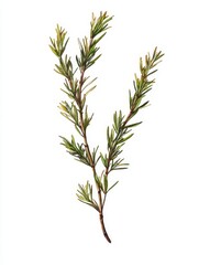 Fototapeta premium A vibrant green rosemary sprig with delicate leaves, capturing the essence of freshness and nature. This isolated image symbolizes growth, resilience, and the natural beauty of herbs.