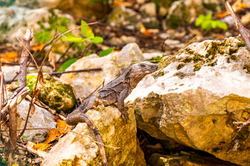 Iguana sits on rock in tropical jungle forest nature Mexico.
