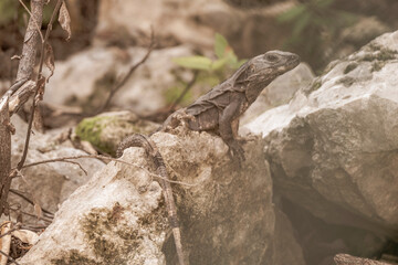 Iguana sits on rock in tropical jungle forest nature Mexico.