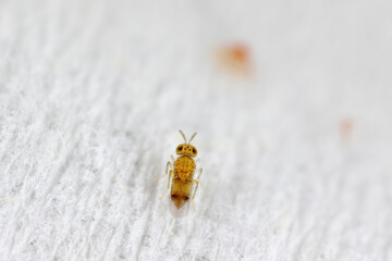 Soft scale parasitic tiny wasp from family Aphelinidae in colonu of  Pseudaulacaspis pentagona on bark of fruit tree in orchard.