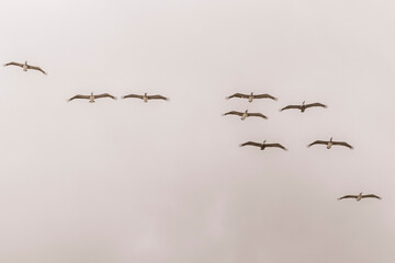 Beautiful pelican bird pelicans birds flying over the sea Mexico.