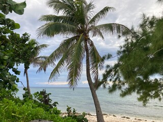 Ocean through palm trees on the beach