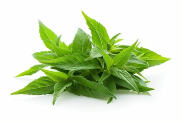 A fresh Lemon verbena isolated on white