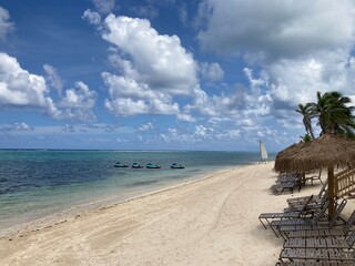 beach with palm trees
