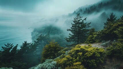 Obraz premium A fog-covered forest overlooking the ocean coastline, with dense trees and a mysterious, tranquil atmosphere..