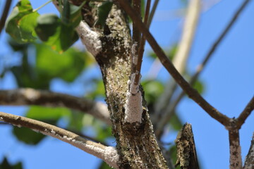 Pseudaulacaspis pentagona, the white peach scale or mulberry scale, family Diaspididae. Serious...