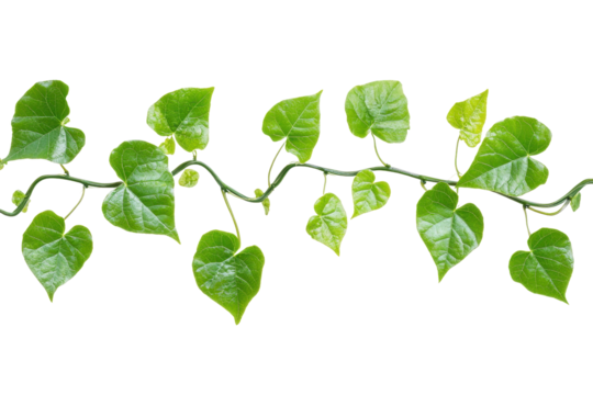A beautiful green vine with heart-shaped leaves. Perfect for nature projects, backgrounds, or designs requiring a touch of natural beauty.
