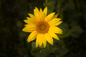 Fototapeta premium Field of blooming sunflowers at sunset, Salisbury Plain Wiltshire 
