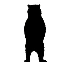 Standing Bear Drawing | Bear Illustration | Animal Clipart