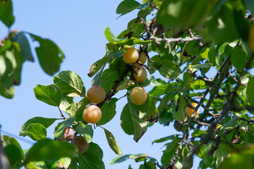 plums in a tree