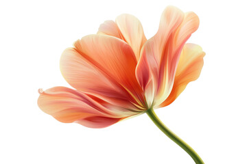 Fototapeta premium Close-up of a single, vibrant orange flower with delicate petals and a green stem, isolated on a transparent background.