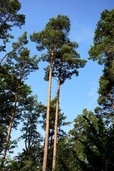 baum natur himmel wald blatt