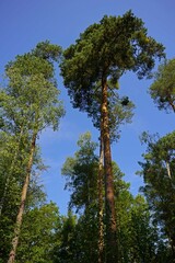 baum himmel natur wald green