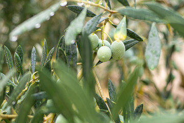 Croatia, Istria, Pula, Olives on the tree shortly before harvest