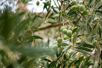 Croatia, Istria, Pula, Olives on the tree shortly before harvest
