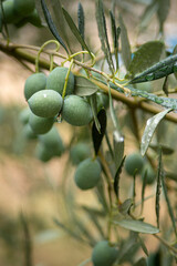 Croatia, Istria, Pula, Olives on the tree shortly before harvest