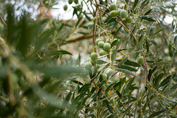 Croatia, Istria, Pula, Olives on the tree shortly before harvest