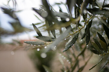 Croatia, Istria, Pula, Olives on the tree shortly before harvest