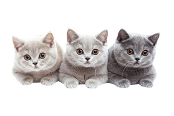 Three adorable kittens sitting in a row, showcasing a perfect blend of cuteness and curiosity. Ideal for pet-themed projects and designs.