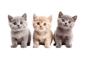 Three adorable kittens sitting side by side, one cream and two grey, looking curiously ahead. Perfect for pet lovers and cute animal enthusiasts.